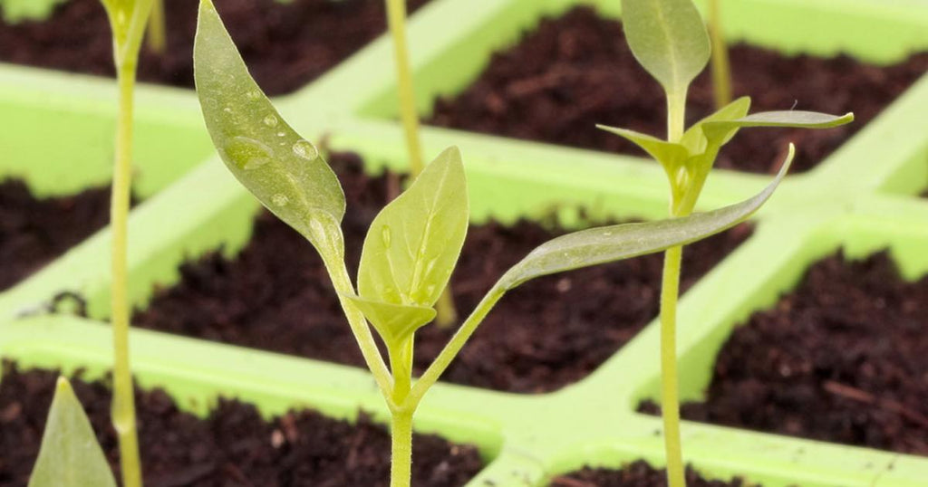 Plant Propagation