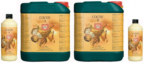 H&G Coco A